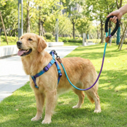 Harness for dog