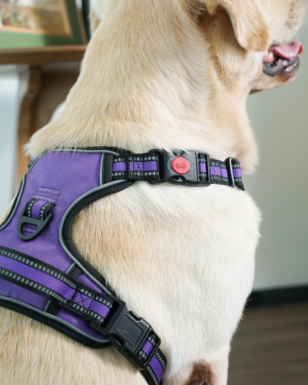 Harness for dog